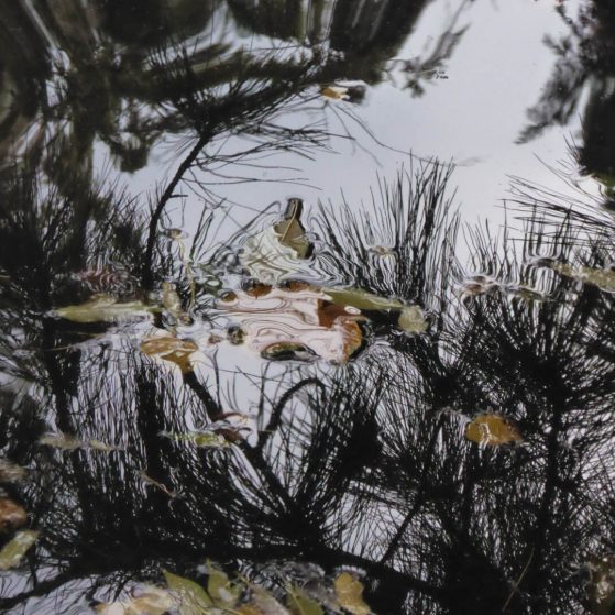 Abstraction of nature,in a pond